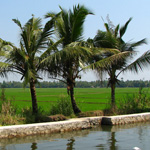 Alappuzha Houseboats