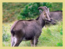 Munnar