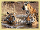 Thekkady