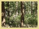 Wayanad