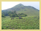 Wayanad