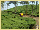 Wayanad