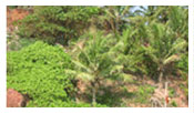 Hotels in varkala