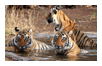 Wild Life Package