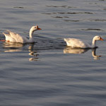 Kumarakom Houseboat Cruise In Backwaters